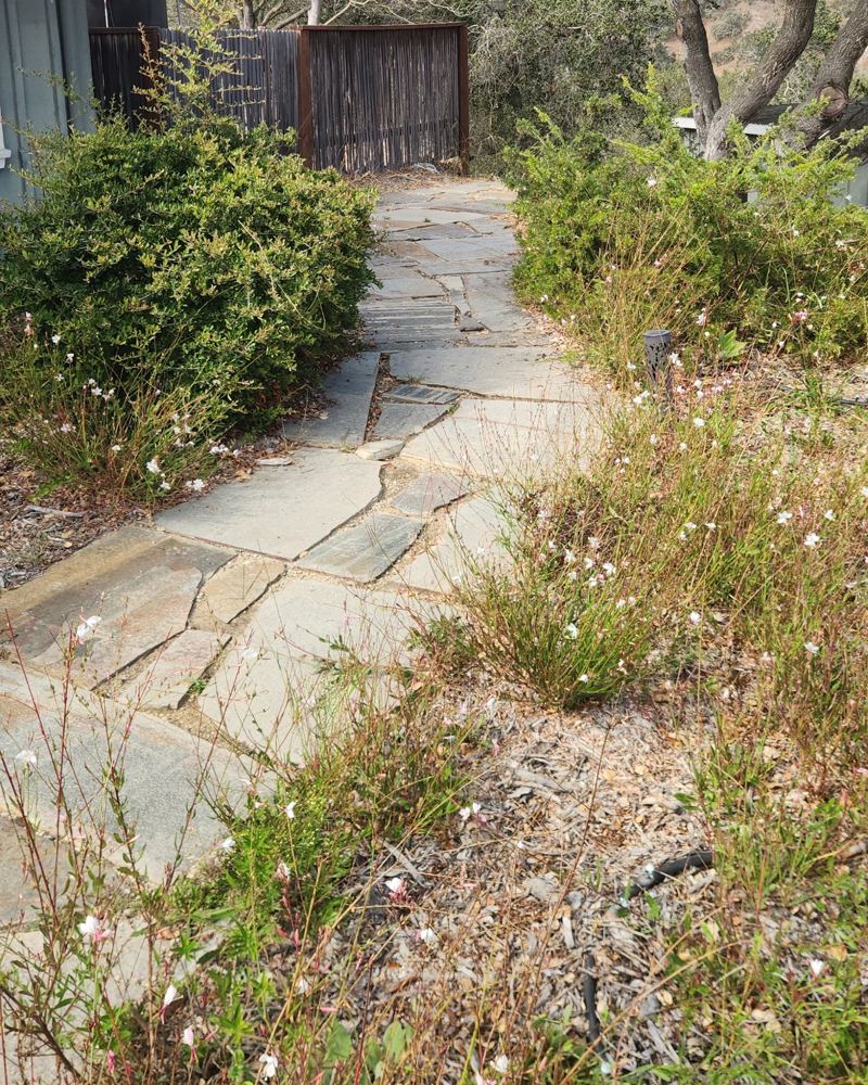 Flagstone path overgrown with plants spilling across the stone
